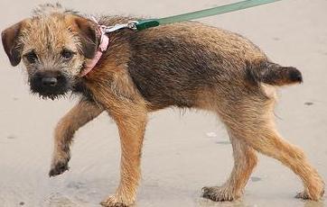 Border Terrier